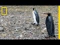 Antarctic Adventure and the Viral Black Penguin