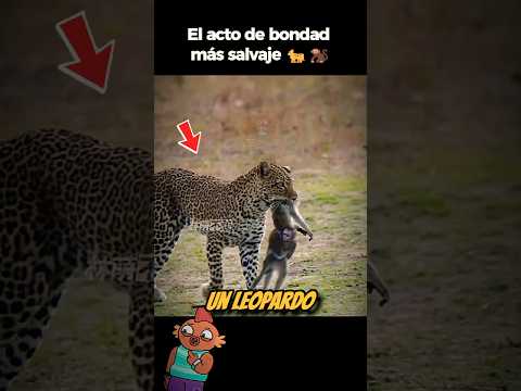 Cuando la naturaleza sorprende: El leopardo que salvó a un mono. 🐆🐒