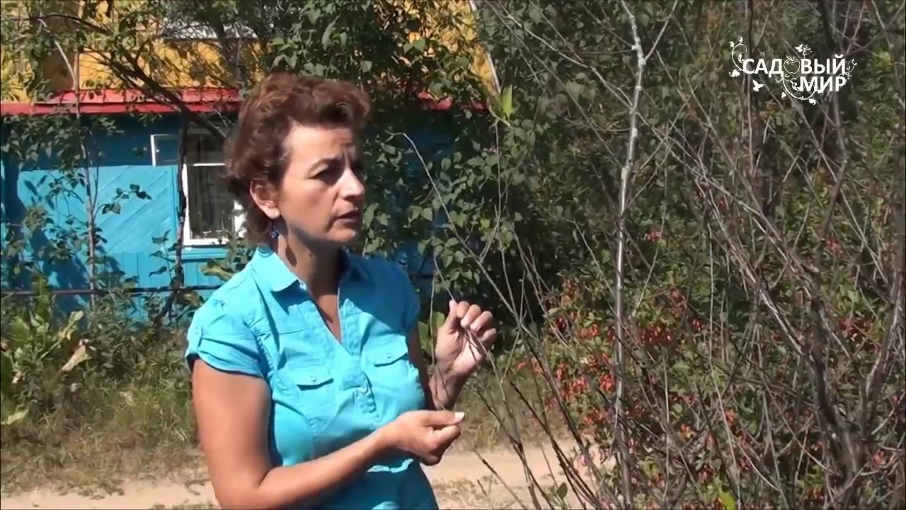 Болезни вишни. Коккомикоз