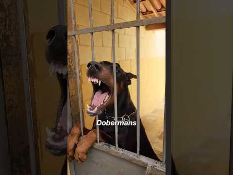 Why Dobermans’ Ears Stand Upright?