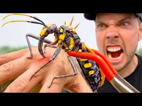 Bitten by an Assassin Hawk Bug!