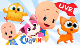 🔴DIRECTO🔴 Aprende  colores,  números y formas con Cuquín | Videos educativos