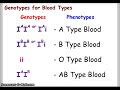 Exploring Blood Types through Punnett Squares