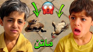 الحيوانات ماتن 😣