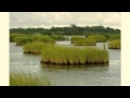 Aquatic Ecosystem Dynamics and Interactions
