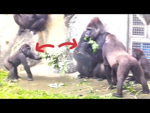 Ringo Boldly Steals Food from Dad! 😆林戈膽大搶爸爸的食物！