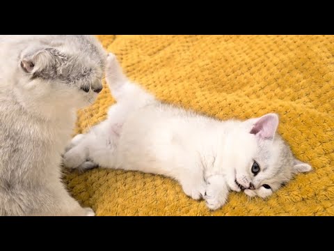 The way the mom cat and dad cat love their kitten is very strongly