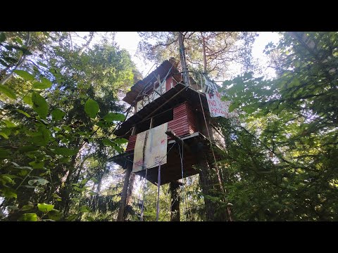 Exploring a Forest Tree House