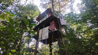 Exploring a Forest Tree House