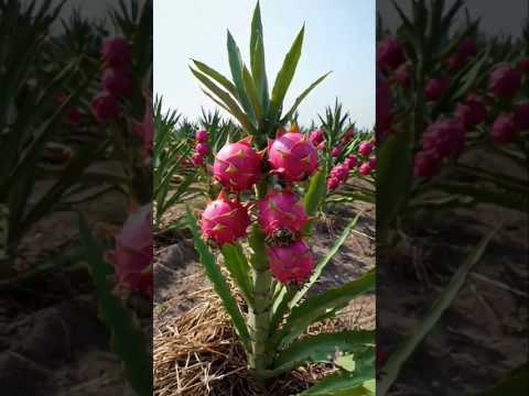 Cultivo de pitaya em casa