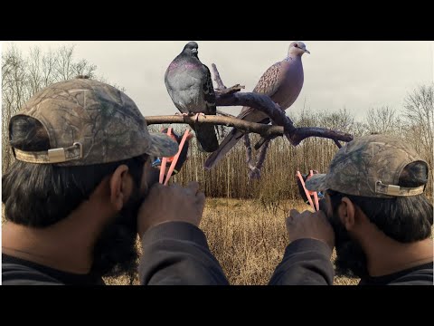 Slingshot Hunting Wild Collard Dove/Pegions