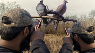 Slingshot Hunting Wild Collard Dove/Pegions