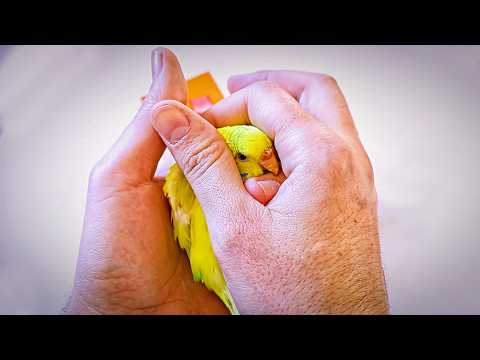 The Hidden Horrors of Buying a Pet Bird