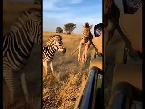 😳Zebra Saves Newborn From Lions By Giving It To Tourists In Safari Jeep!#animals#zebra#wildlife#ai