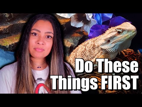 START STRONG | New Bearded Dragon Tips