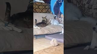 F.R.I.E.N.D.S 🐶 🐱 #dog #cat #catfunny #rescuedog #streetdog #islandlife #vlog