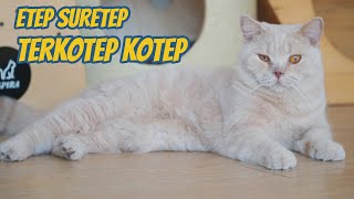 INI KUCING APA BERUANG !!