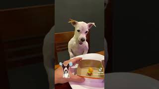 Angry Jack Russell
