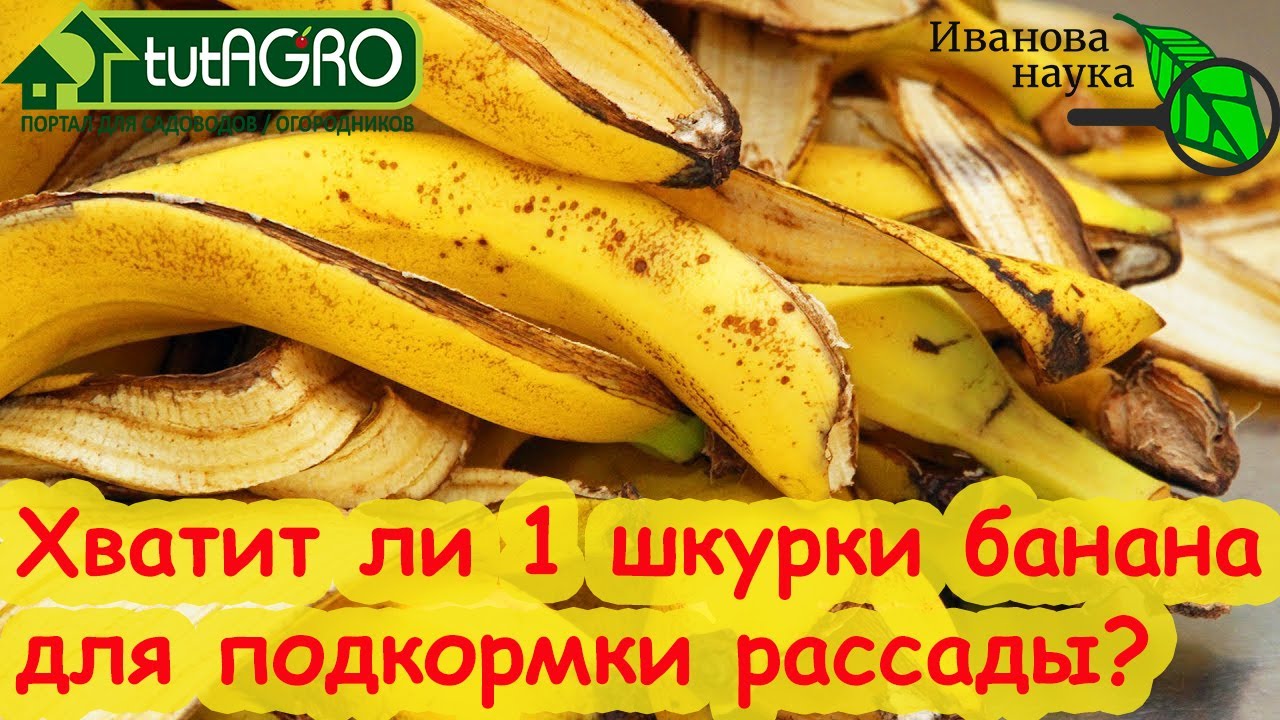 Красным стержнем. Подкормка банановой кожурой: сколько калия в банане и почему семена алтая против?