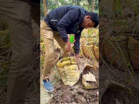 How big was the ginger grown inside the sack? 😱 #farming #shorts #shortvideo