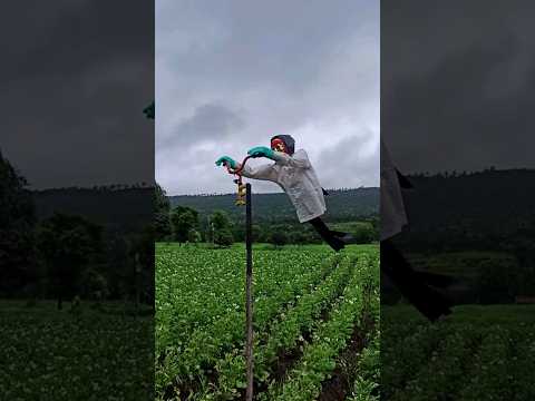 Does the scarecrow work? By One Minute Education #scarecrows #shorts #facts