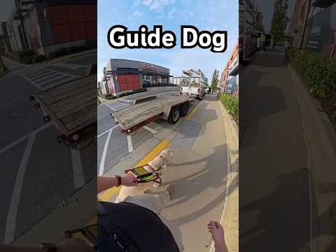 Truck trailer blocking the crosswalk?! #guidedog #visually impaired #legallyblind #dog #dogs