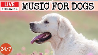 🔴[LIVE] Dog Music🎵🐶Calming Music for Dogs🐶💖Soothing Music to Ease Separation Anxiety in Dogs🔴14