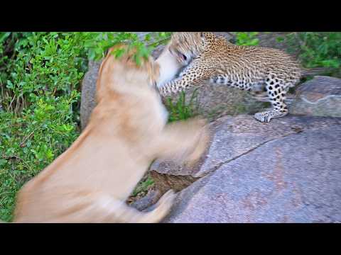 Leopard Mom Sacrifices Herself To Protect Her Cubs