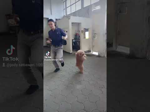 asyik lah,bisa joget🙏🙏🤣 #pets #anjingkita #doglover #dog #puppy #anjingku #petowner #shortvideo