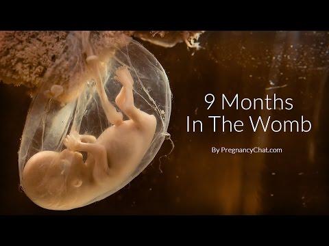 9 Months In The Womb: A Remarkable Look At Fetal Development Through Ultrasound By PregnancyChat.com - YouTube