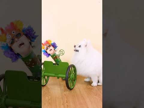 Who knocked on Nico’s door?#nico #smartnico #funny #dog #puppy