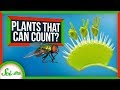 Understanding Plant Counting Mechanisms