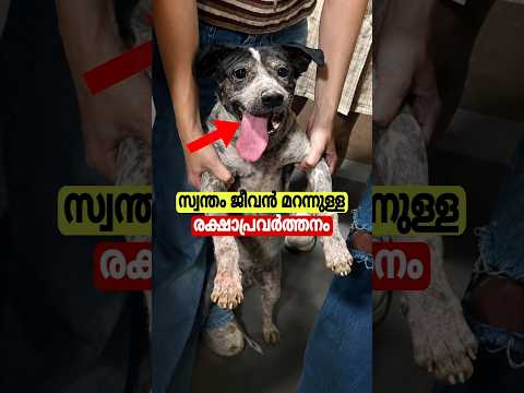പട്ടിയുടെ വലിയ മനസ്സ് 🤯