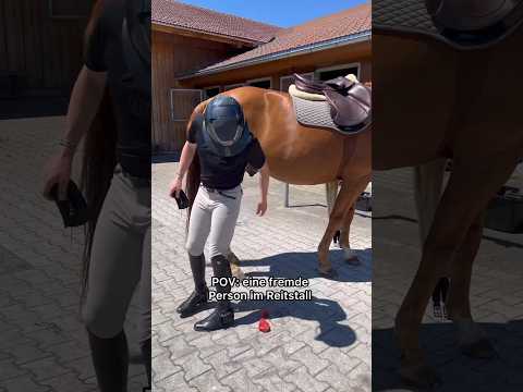 Dürfen Fremde sein Pferd füttern?🙈 #horse #equestrian #pferd #horselover #shorts #pferdeliebe