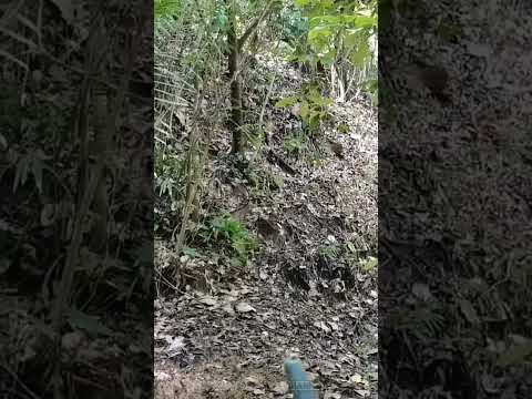 Detik-detik anak babi hutan menghampiri pemburu #shorts