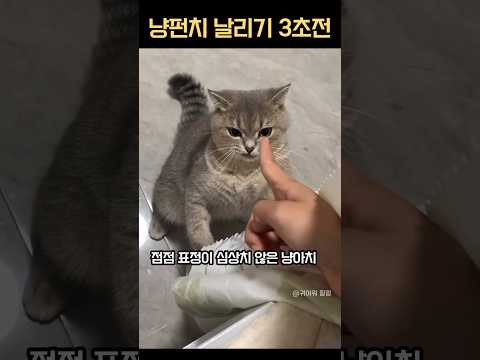 고양이가 냥펀치 날리는 이유 #냥아치 #냥펀치