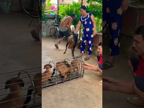 👁️👁️👁️ 😤Malinois training dog #malinois #becgie#germanshepherd #chó #pets #dog🫣