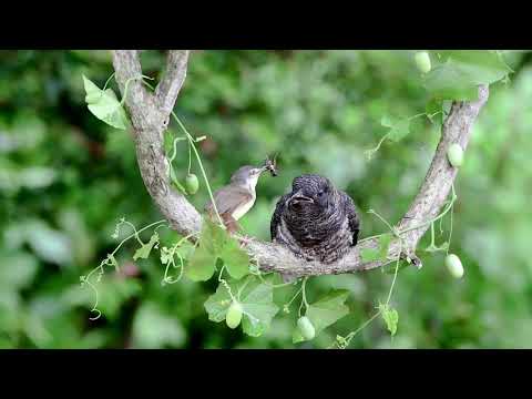 灰頭鷦鶯餵食中杜鵑 - YouTube(4分36秒)