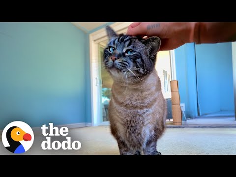 Clingy Cat Begs His Dad For Cuddles 24/7 | The Dodo