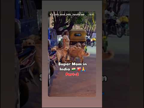 Super Mom 🐾 part 2 #petshub #dogbreed #puppy #anmals #pets #petsrule #goldenretriever #dogshort