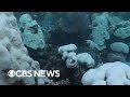 Coral Bleaching and Its Impact