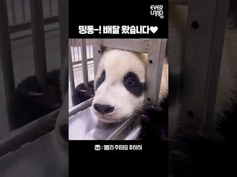 루이후이가 퇴근이 즐거워진 이유│#Shorts #Panda #Babypanda #twins