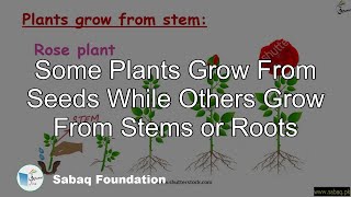 Some Plants Grow From Seeds While Others Grow From Stems or Roots