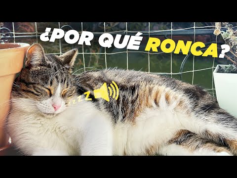 GATOS QUE RONCAN 😼😴 ¿Es normal? 🔊 | Todo lo que necesitas saber sobre el ronquido felino