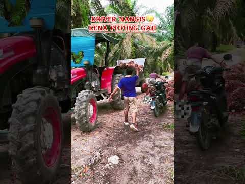Driver nangis potong gaji #kerjakeras #muatsawit #petanisawit #kulisawit #kebunsawit #fyp