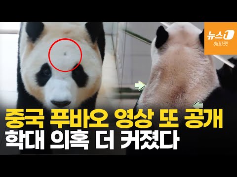 이마 구멍에 경련 증상까지…푸바오 생중계에 의혹 증폭