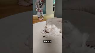 강아지 지렁이댄스 스프레이가 뭐지..?