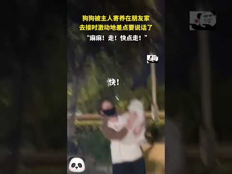 狗狗被主人寄養在朋友家，去接時激動地差點要說話了。#shorts #china #DynamicChina