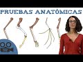 Pruebas Evolutivas Anatómicas