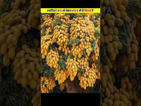 दुनिया के सबसे मीठे फल जो केबल भारत में ही उगाए जाते हैं 😋😲 || #shorts #viral #fruit